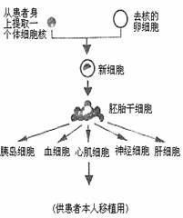 人體細胞結構與功能解析