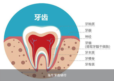 干細胞抗衰老 前沿技術開發與應用前景