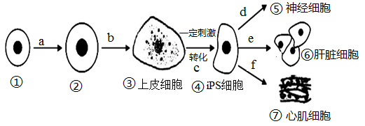 人體干細胞技術開發和應用新突破