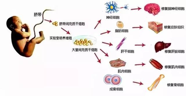 細胞治療紀元開啟！幸福抗衰老與瑞寶生醫共探人體干細胞技術的無限未來