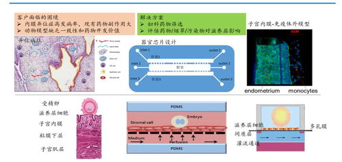 以擬人體器官芯片技術引領醫藥研發變革 子瞻醫藥的人體干細胞應用探索